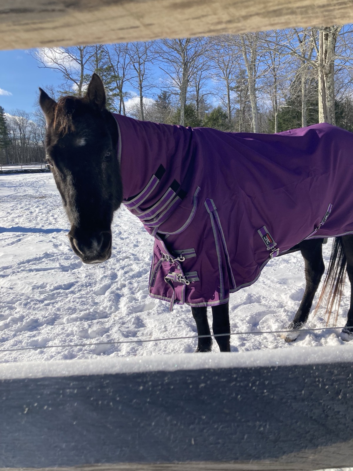 Horse in Blanket
