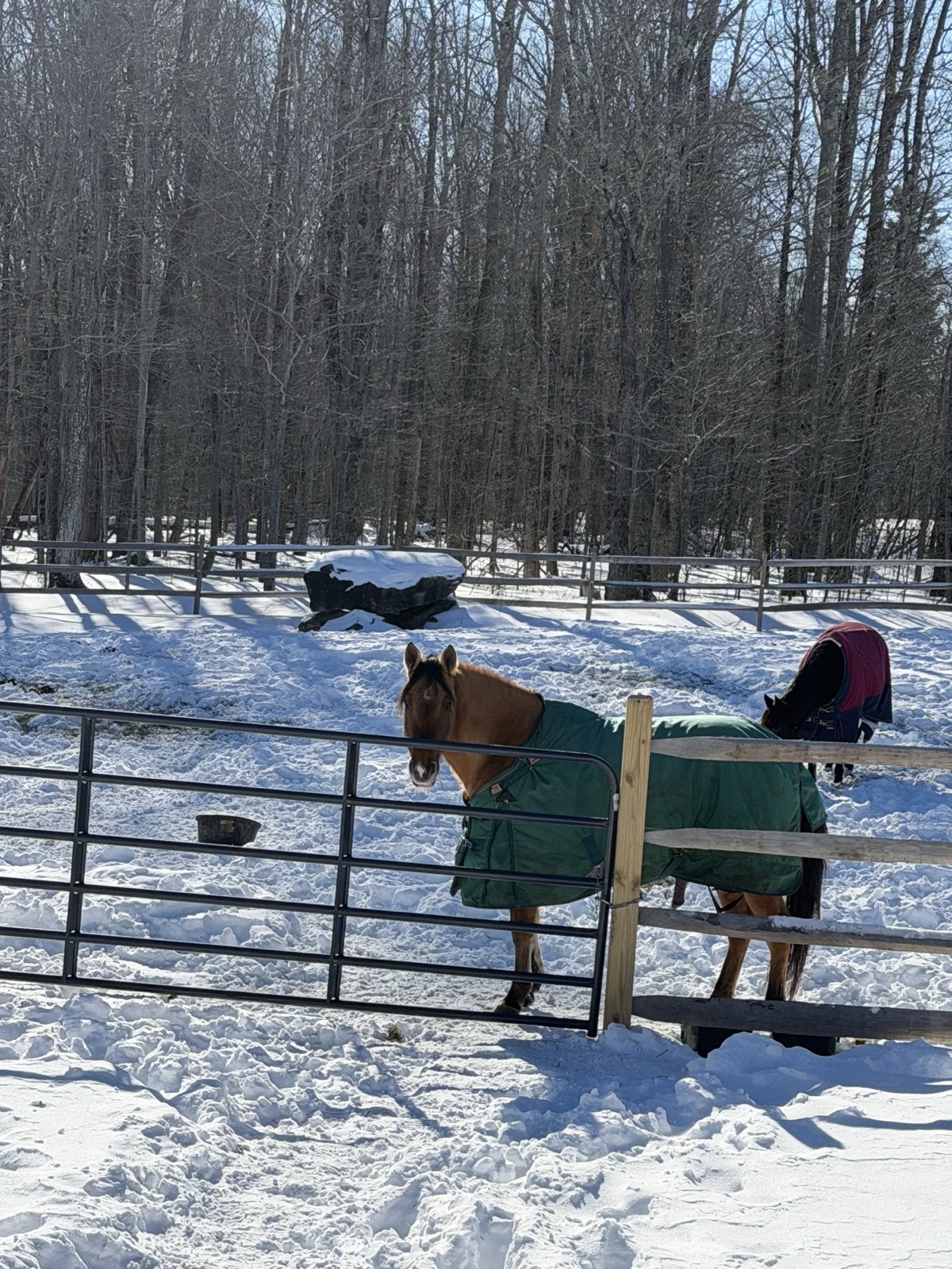 Horses in Winter