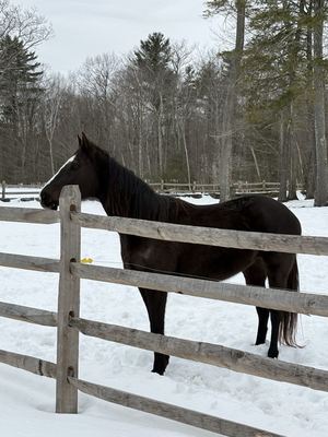 Horse in Winter