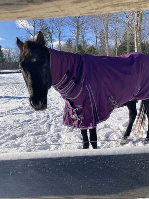 Horse in Blanket