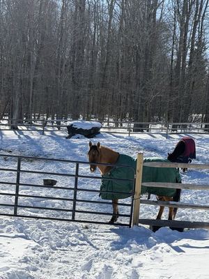 Horses in Winter