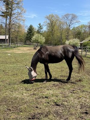 Horse Grazing