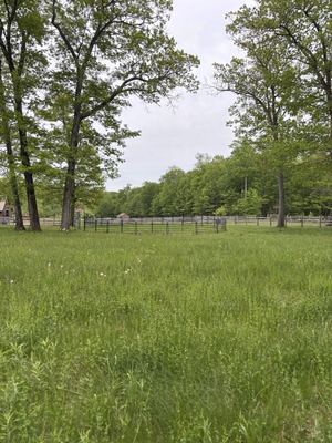 Meadow