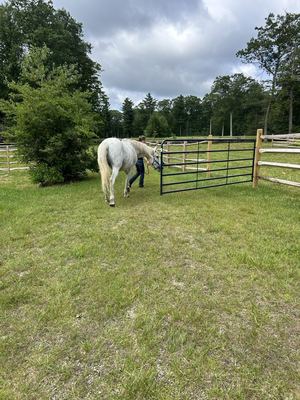 Tess with Horse